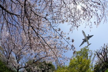 Airliner approaching to OSAKA ITAMI airport with cherry blossom in full bloom