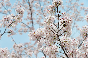 Kyoto, Japan - Cherry blossoms at Site of Keage Incline in Kyoto, Japan. Keage Incline is one of the best places to enjoy the cherry blossom season in Kyoto.
