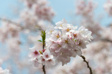 Kyoto, Japan - Cherry blossoms at Site of Keage Incline in Kyoto, Japan. Keage Incline is one of the best places to enjoy the cherry blossom season in Kyoto.