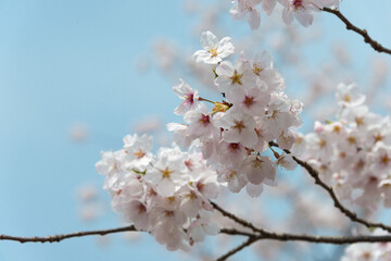 Kyoto, Japan - Cherry blossoms at Site of Keage Incline in Kyoto, Japan. Keage Incline is one of the best places to enjoy the cherry blossom season in Kyoto.