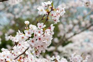 Kyoto, Japan - Cherry blossoms at Site of Keage Incline in Kyoto, Japan. Keage Incline is one of the best places to enjoy the cherry blossom season in Kyoto.