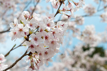 Kyoto, Japan - Cherry blossoms at Site of Keage Incline in Kyoto, Japan. Keage Incline is one of the best places to enjoy the cherry blossom season in Kyoto.