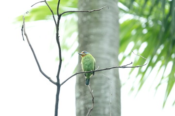 Taiwan Barbet, a species of bird endemic to Taiwan. The Chinese name for the bird means 