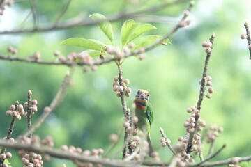 Taiwan Barbet, a species of bird endemic to Taiwan. The Chinese name for the bird means 