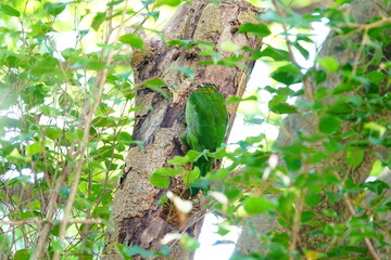 Taiwan Barbet, a species of bird endemic to Taiwan. The Chinese name for the bird means 