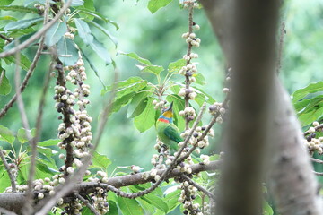 Taiwan Barbet, a species of bird endemic to Taiwan. The Chinese name for the bird means 