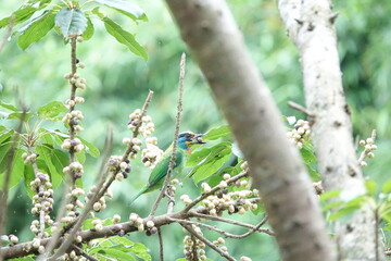 Taiwan Barbet, a species of bird endemic to Taiwan. The Chinese name for the bird means 
