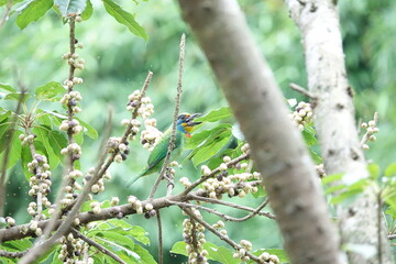 Taiwan Barbet, a species of bird endemic to Taiwan. The Chinese name for the bird means "five-colored bird", referring to the five colors on its plumage.