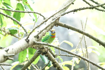 Taiwan Barbet, a species of bird endemic to Taiwan. The Chinese name for the bird means 