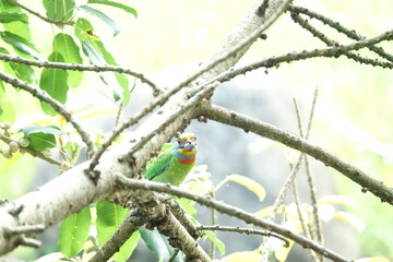 Taiwan Barbet, a species of bird endemic to Taiwan. The Chinese name for the bird means 