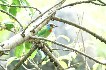Taiwan Barbet, a species of bird endemic to Taiwan. The Chinese name for the bird means 
