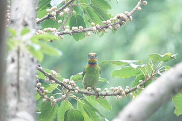 Taiwan Barbet, a species of bird endemic to Taiwan. The Chinese name for the bird means 