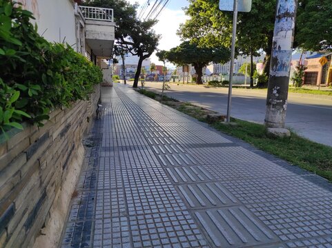 Acera o pavimento de avenida con piso podot&aacute;ctil para ciegos con gatito caminando cerca de plantas