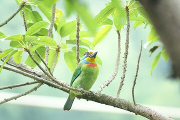 Taiwan Barbet, a species of bird endemic to Taiwan. The Chinese name for the bird means 