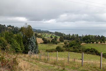 Naklejka premium vineyard in region