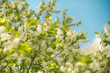 blossom in spring
