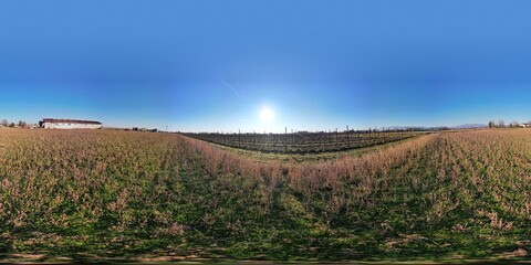 vineyard in autumn