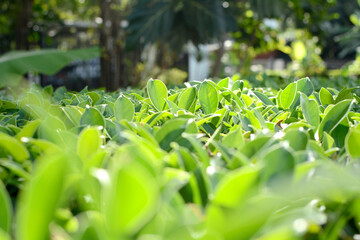 Fototapeta na wymiar Natural green background, tropical plant in Thailand.