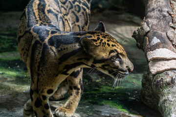 A young leopard