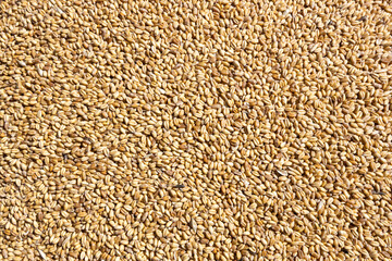 wheat berry grains texture background. Ecological concept