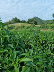 Fototapeta na wymiar summer rural pepper field scenery.