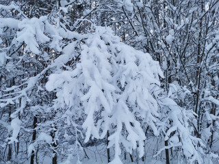 Fully snow-covered bush branches bent down under the weight of snow
