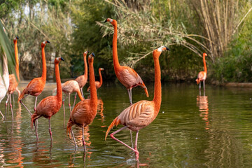 flamingos in the zoo © Avasile photoshop