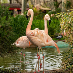 flamingo in the water