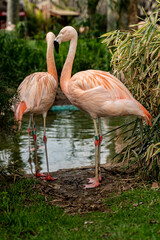 flamingo in the zoo