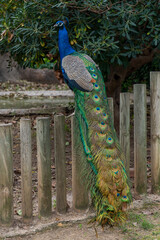 Obraz premium Indian peafowl