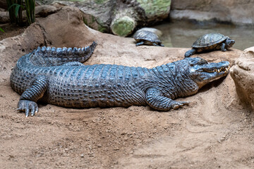 alligator in the swamp