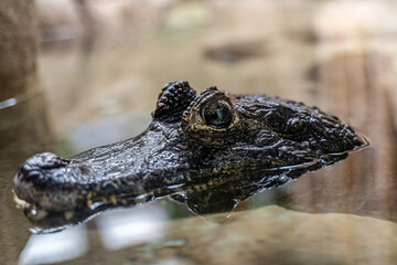 close up of a Chinese alligator