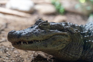 Caiman in the zoo
