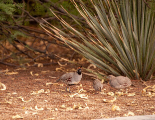 California and Gambel's Quail