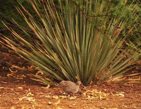 California And Gambel's Quail