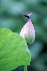 Small dragonflies on pink lotus flowers