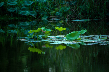 Lotus leaves in the pond