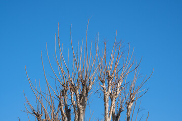 pruned plane trees and branches. topiary.