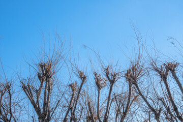 pruned plane trees and branches. topiary.