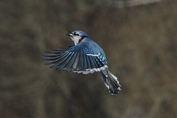 Blue Jays flapping and fighting over foot at tray feeder in winter conditions