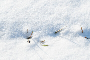 雪からのぞく麦の芽