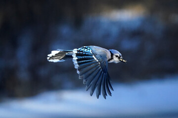 Blue Jays flapping and fighting over foot at tray feeder in winter conditions