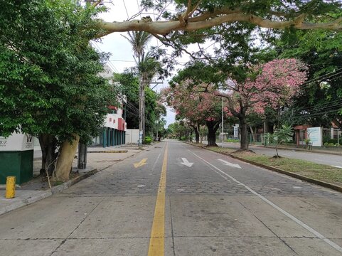 Vista de avenida vac&iacute;a desierta con &aacute;rboles toborochi y tajibo en ambos lados de la calle dando sombra