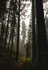 Redwood Forest Trees in Fog