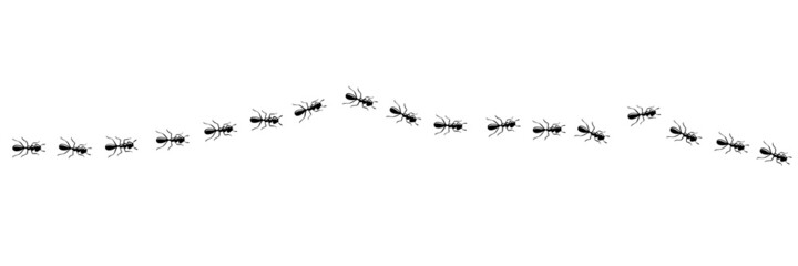Ants line marching in trail searching food. Ant path isolated in white background. Vector illustration