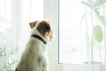 Purebred Jack Russell Terrier looking at the window and waiting for the owners.