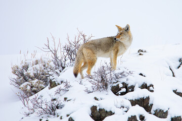 Coyote in snow in Yellowstone National Park