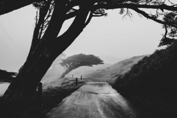 Point Reyes California fog and trees