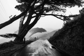 Point Reyes California fog and trees
