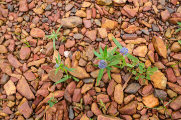 Purple flower growing among rocks and stones